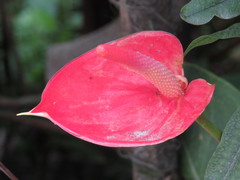 Anthurium andraeanum