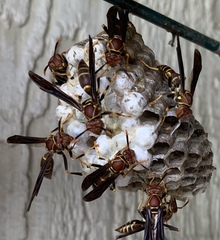 Polistes bahamensis