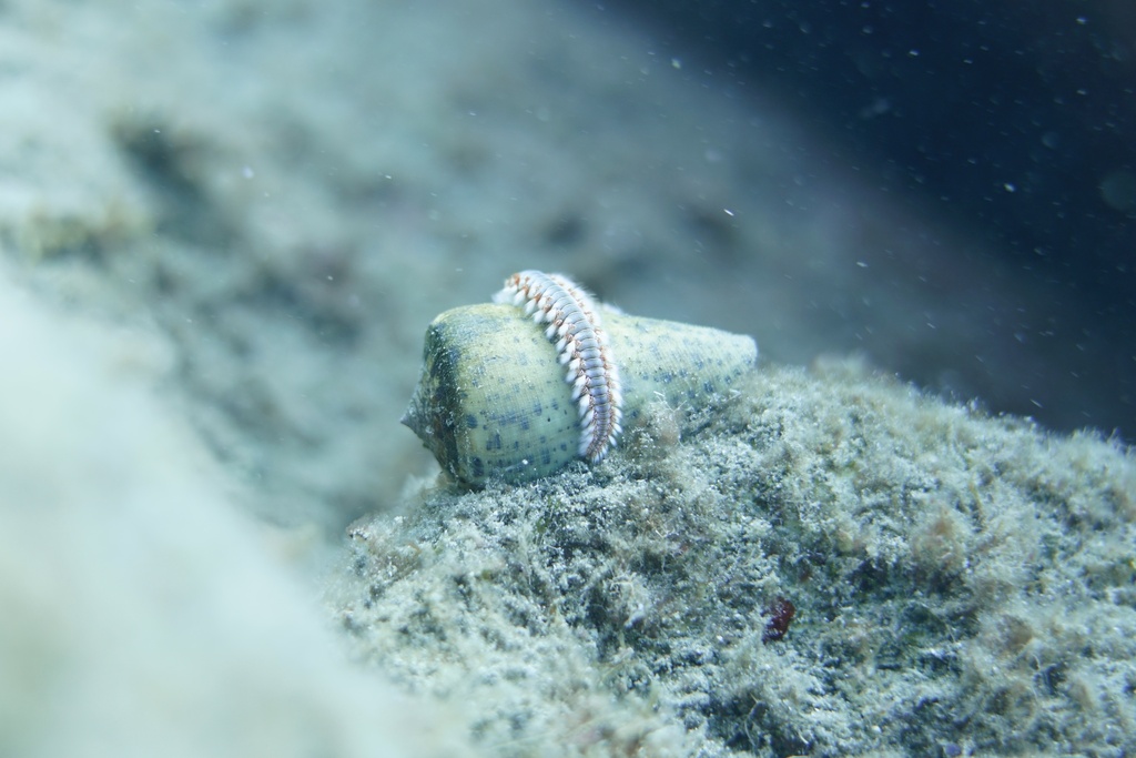 Conus canariensis