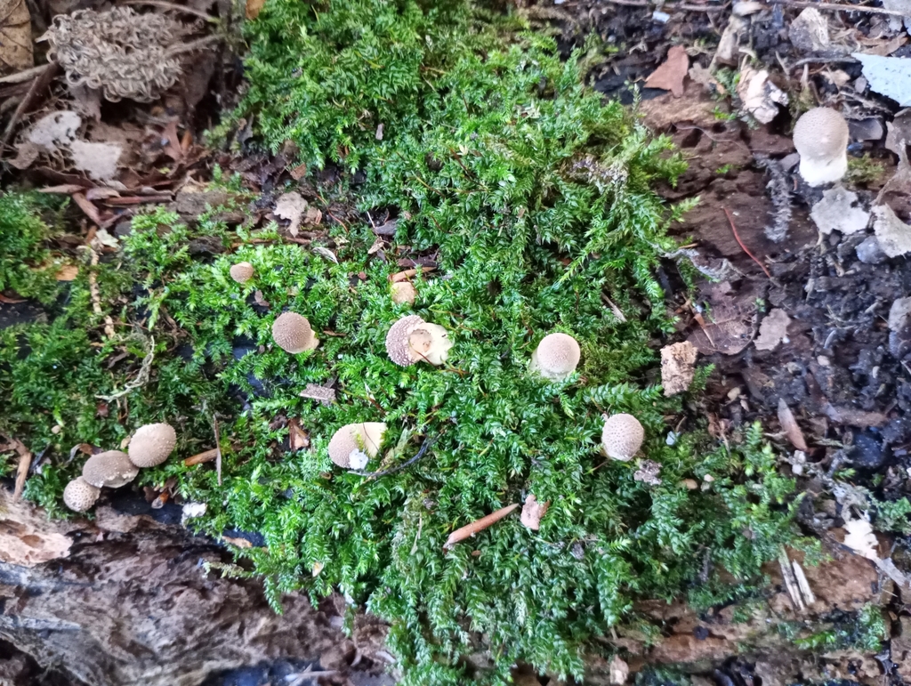 Pear shaped Puffball From Genesis 1 5 Heslington York YO10 5DQ UK On pear-shaped-puffball-from-genesis-1-5-heslington-york-yo10-5dq-uk-on