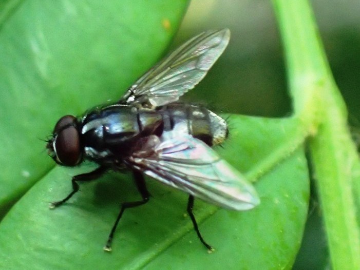 Sweat Fly