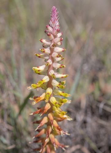 Lachenalia ventricosa