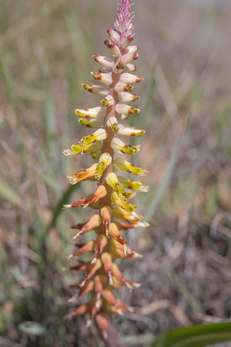 Lachenalia ventricosa