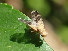 Tephritis formosa