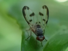 Palloptera umbellatarum