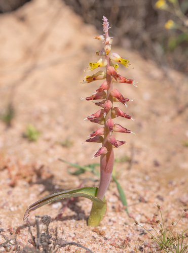 Gravid Viooltjie (Lachenalia ventricosa)
