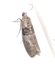Tlascala reductella
