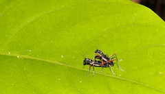 Sclethrus sumatrensis