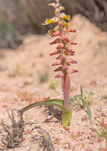 Lachenalia ventricosa