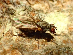 Mycophaga testacea