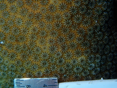Stephanocoenia intersepta image