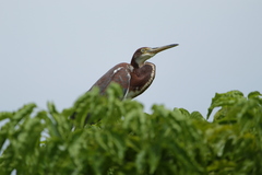 Egretta tricolor