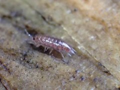 Trichoniscus pusillus