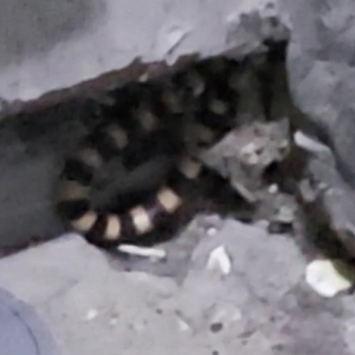Mosauer’s Ground Snake