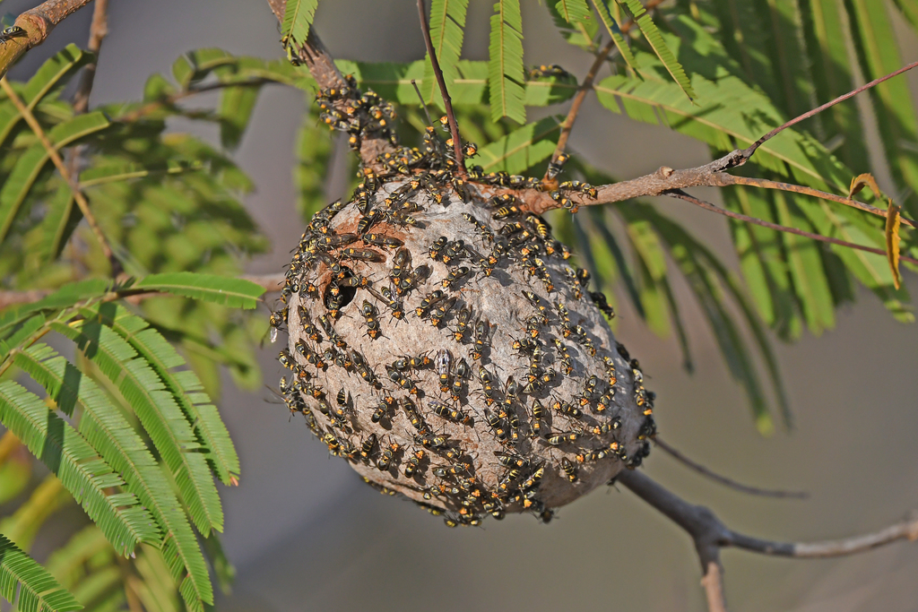 Red-headed Polybia Wasp
