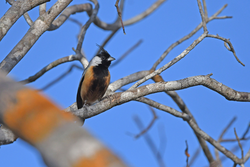 Coal-crested Finch (Charitospiza eucosma)