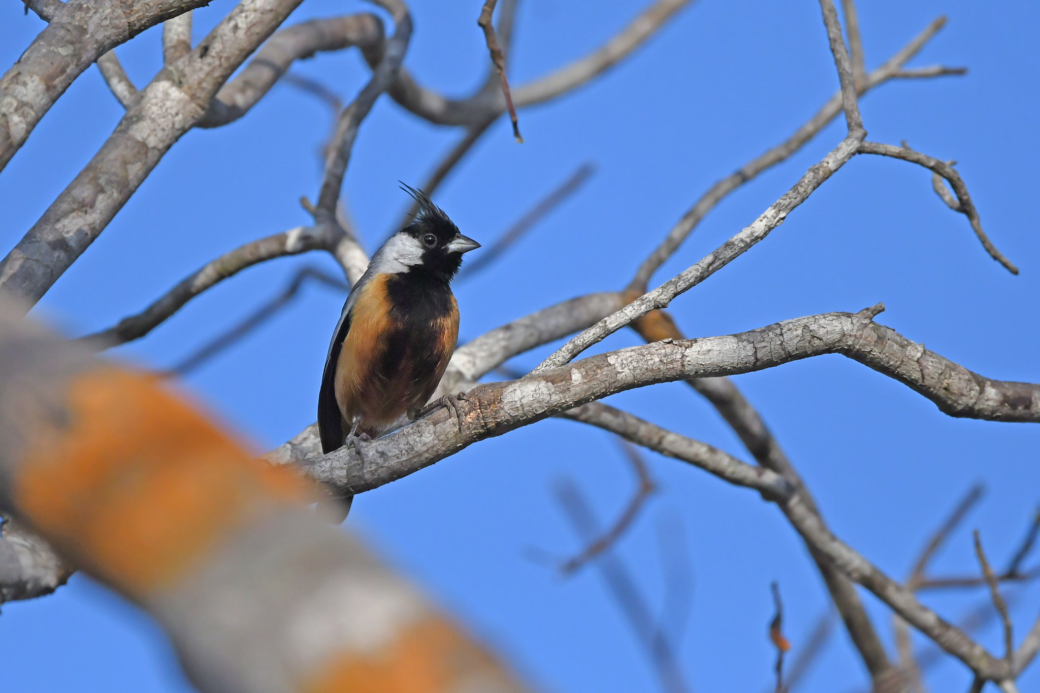 Coal-crested Finch illustration