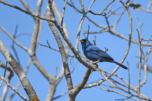 Blue Finch (Rhopospina caerulescens), photo 9