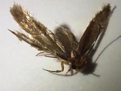 Tinea pallescentella