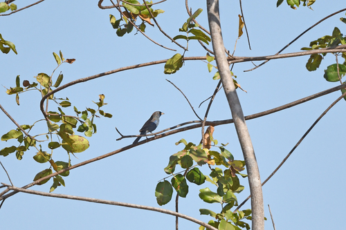 Blue Finch (Rhopospina caerulescens), photo 5