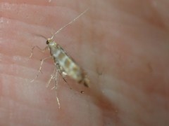 Argyresthia trifasciata