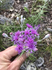 Vernonia lindheimeri