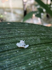 Epicadus heterogaster