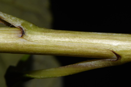 Image of Helianthus grosseserratus by (c) Brian Finzel, some rights reserved (CC BY-SA)