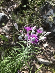 Vernonia lindheimeri