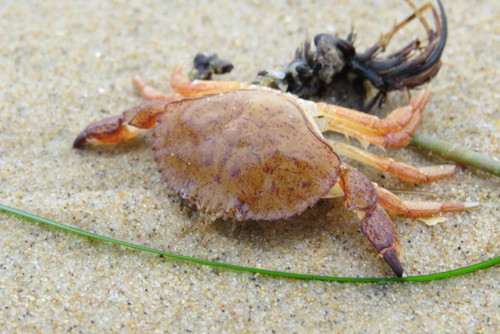 Metacarcinus anthonyi
