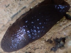 Arion intermedius