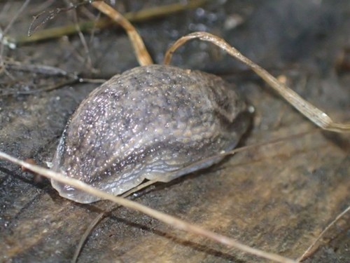 Brown-banded Arion