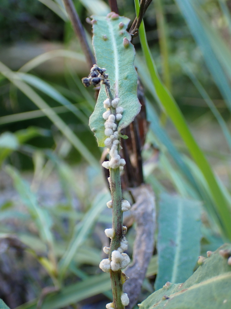 Aceria sonchi
