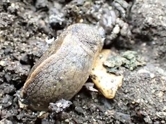 Tandonia budapestensis