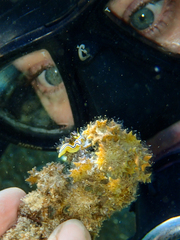 Doriprismatica sibogae