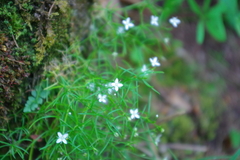 Moehringia muscosa