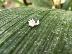 Epicadus heterogaster