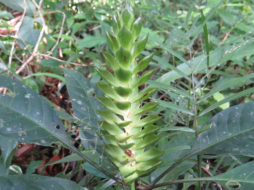 Image of Aphelandra Prismatica (Aphelandra prismatica) by (c) Diogo Luiz, some rights reserved (CC BY)