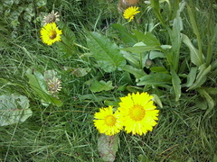 Helenium scorzonerifolium