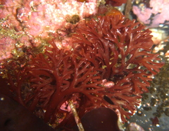 Ahnfeltiopsis linearis