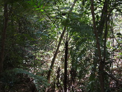 Cyathea costaricensis