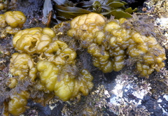 Leathesia marina