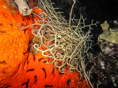 Astrophyton muricatum