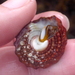 Red Turban Snail - Photo (c) Alison Young, some rights reserved (CC BY-NC), uploaded by Alison Young