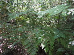 Cyathea costaricensis