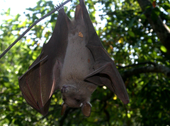 Epomophorus crypturus