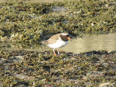 Thinornis novaeseelandiae