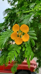 Gonopterodendron arboreum