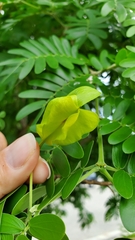 Gonopterodendron arboreum