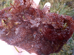 Chondracanthus